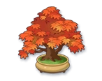 Finest Maple Bonsai